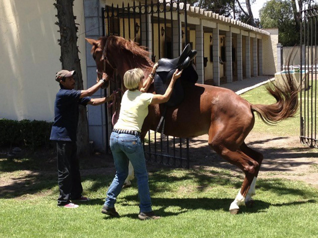 被忽略的真相：不合适的马鞍影响你的马