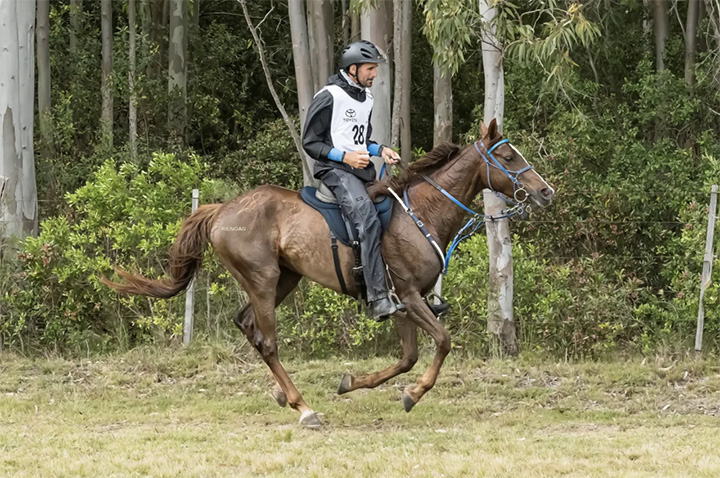 耐力赛：梦要够大，马会带你走远